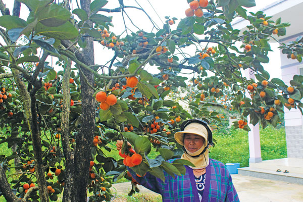 Niềm vui của một hộ dân với vườn hồng chín muộn