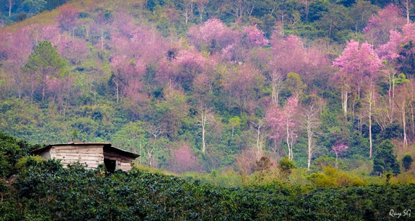 Ngày xuân Đà Lạt đọc thơ Nông Quy Quy