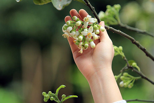 Hương bưởi tháng 3