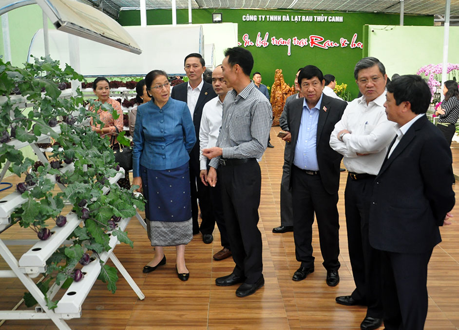 Đoàn đến thăm Cty TNHH Đà Lạt Rau thủy canh, Phường 5, Đà Lạt- mộ mô hình về du lịch canh nông của Đà Lạt 
