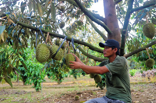 Sầu riêng là cây trồng đang mang lại hiệu quả kinh tế cao cho người dân Đạ Oai