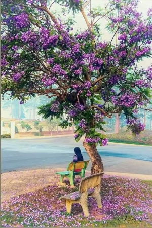 Chuyện phượng tím