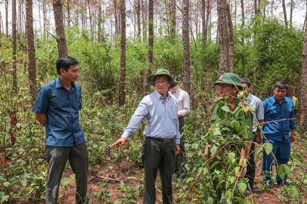Lãnh đạo tỉnh chỉ đạo điều tra ngay vụ hủy hoại rừng ở Lâm Hà