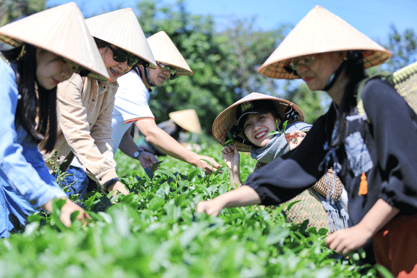 Nhóm khách sẵn sàng cho tour du lịch trải nghiệm “nghề trà” từ khoảng 8 giờ sáng - cái thời điểm đẹp nhất với những du khách vừa từ phương xa đến, trải qua một giấc ngủ sâu bù lại phần năng lượng hao hụt sau một quãng đường dài. Mỗi người háo hức nhận một chiếc gùi, đội nón lá và hăng hái theo hướng dẫn viên ra đồi chè. Tốp du khách 10 người được chia làm 2 đội thi hái chè dưới sự hướng dẫn của nhân viên kỹ thuật, tạo nên một sự gắn kết nhanh chóng và lan tỏa sự vui vẻ giữa những người chưa từng quen biết nhau với tiếng cười nói mỗi lúc một nhiều hơn.