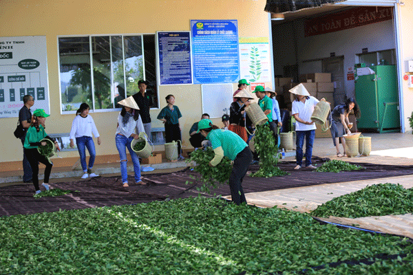 Sau hơn một tiếng, trên khoảnh vườn chè vừa được những “công nhân lạ” thu hái, kỹ thuật viên nhận xét về kỹ thuật hái chè của từng đội, bổ sung thêm phương thức bảo dưỡng vườn chè cho đợt thu hái tiếp theo được năng suất. Chè vừa hái của mỗi đội được gom lại và mang đến điểm cân để phân định số lượng. Rồi các vị khách tiếp tục mang chè của đội mình đi “phơi héo”… Đến đây, mỗi vị khách được biết, quá trình làm trà trải qua 16 công đoạn, tùy vào loại trà mà mất khoảng 36 - 48 tiếng, với 2 công đoạn chính là Trà Tươi và Trà Khô.