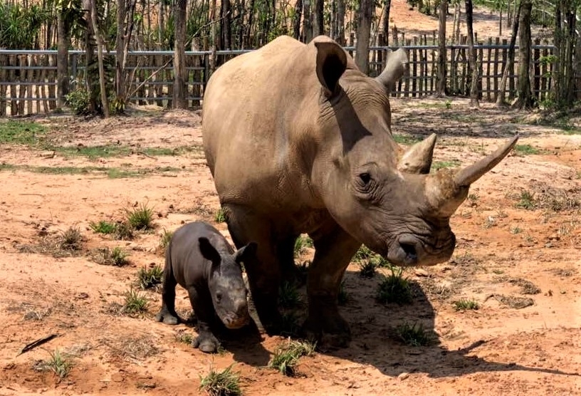 Mẹ con tê giác trắng tại Vinpearl Safari Phú Quốc