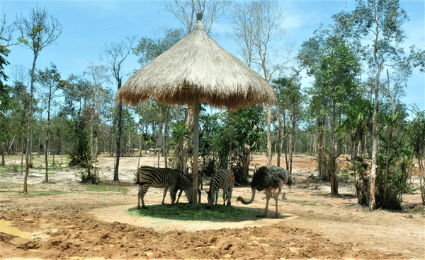 Đà điểu thân thiện với ngựa vằn