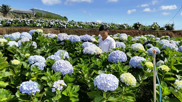 Chủ nhân Nguyễn Văn Trung giữa cánh đồng cẩm tú cầu mênh mông khoe sắc mỗi ngày