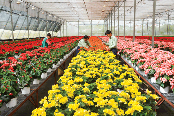 Sản xuất hoa ở Công ty Dalat Hasfarm. Ảnh: Văn Báu
