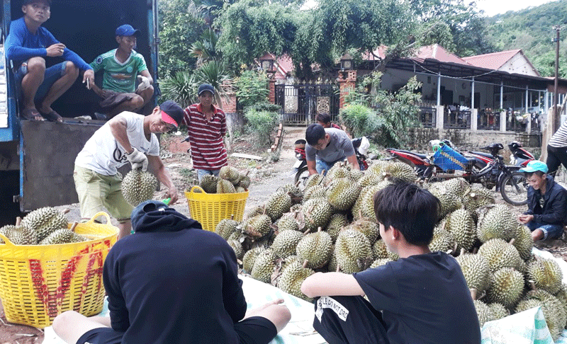 Án chưa có hiệu lực đã tự ý thi hành