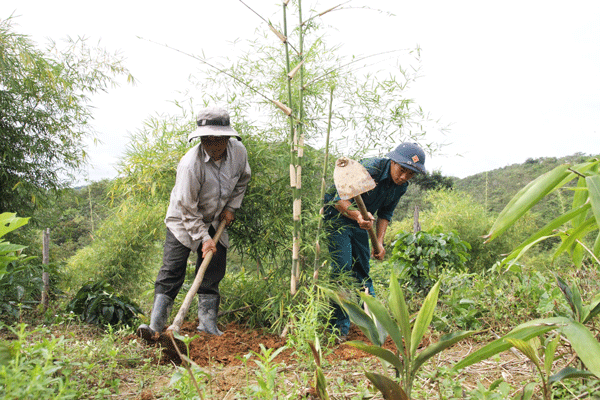 Lực lượng vũ trang giúp đồng bào DTTS buôn Tố Lan (xã An Nhơn) chăm sóc tre tầm vông. Ảnh: Đ.Anh