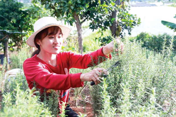 Khu vườn của mùi hương