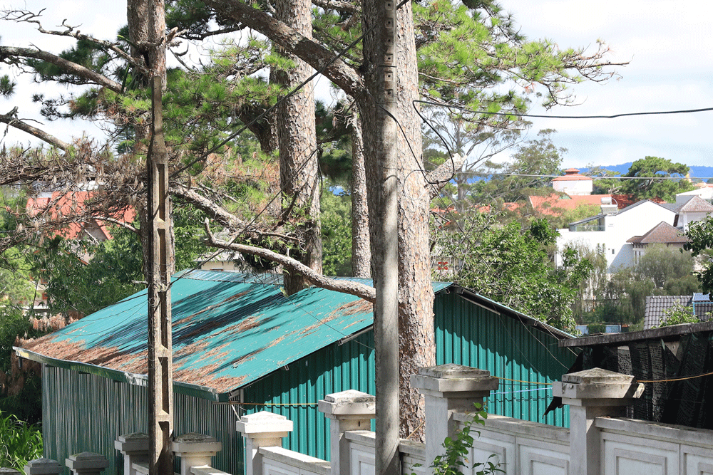 Thông “mọc” giữa nhà kho