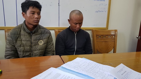 Bắt quả tang 2 đối tượng cưa hạ trái phép hàng chục cây thông