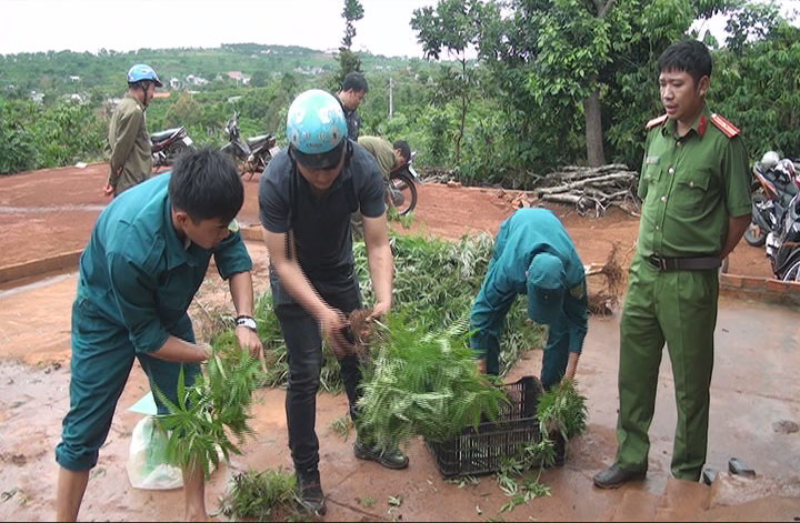 Lâm Hà: Phát hiện 125 cây cần sa trồng trong vườn cà phê