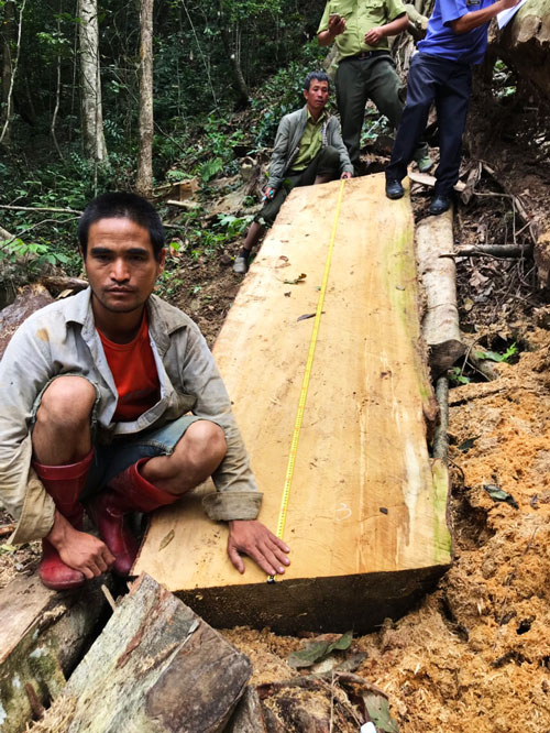 Lâm Hà: Cây bạch tùng cổ thụ bị cưa trộm