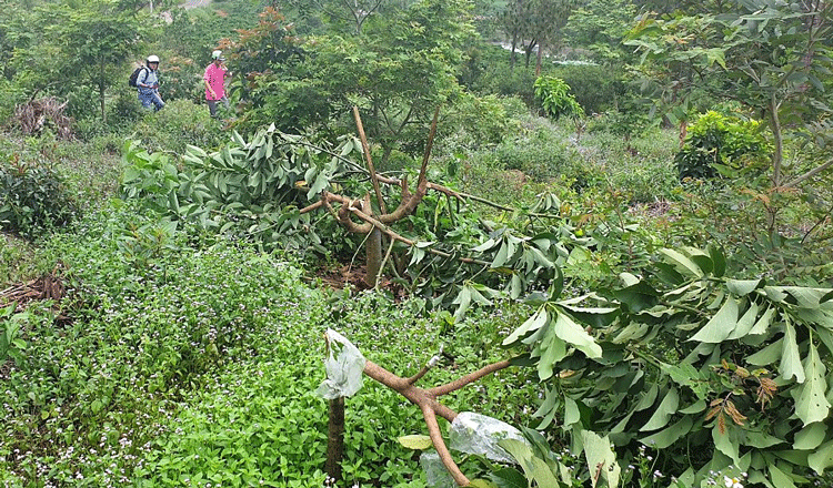 Gần 1 ha bơ của người dân bị chặt hạ