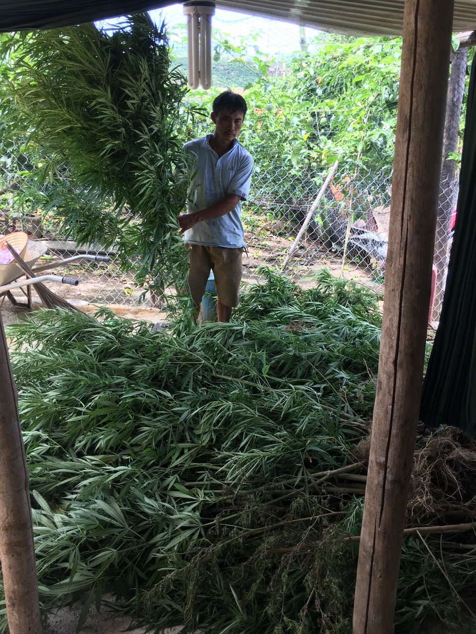 Phát hiện hộ dân khai trồng 282 cây cần sa cho gia cầm ăn?
