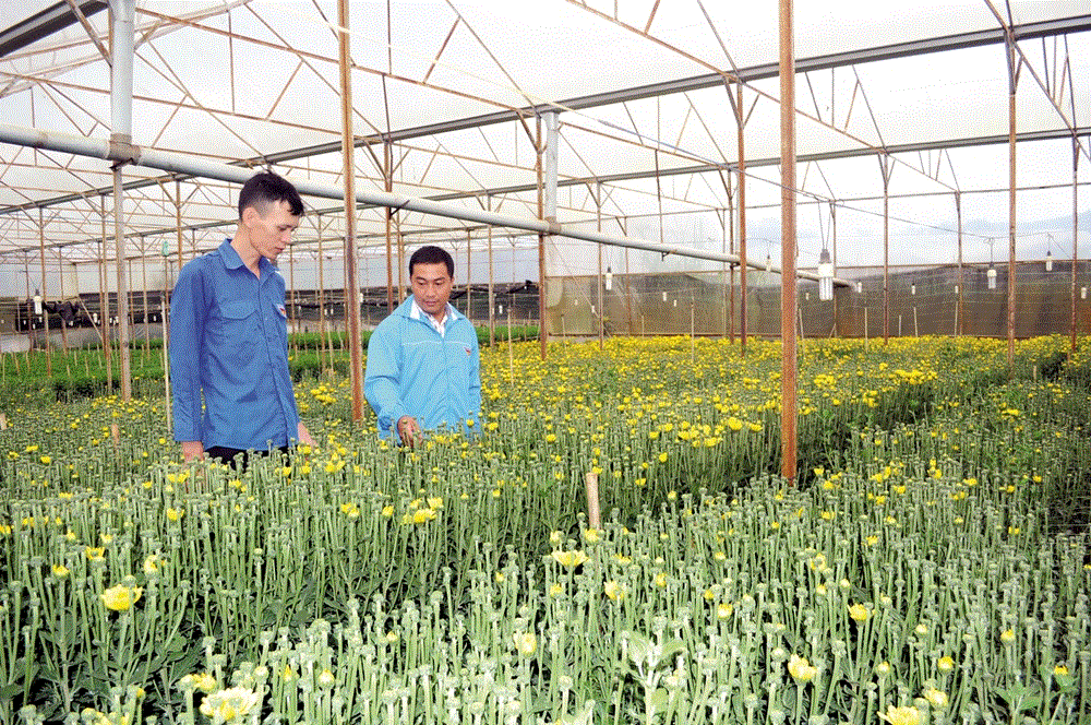 Thanh niên giúp nhau làm kinh tế giỏi