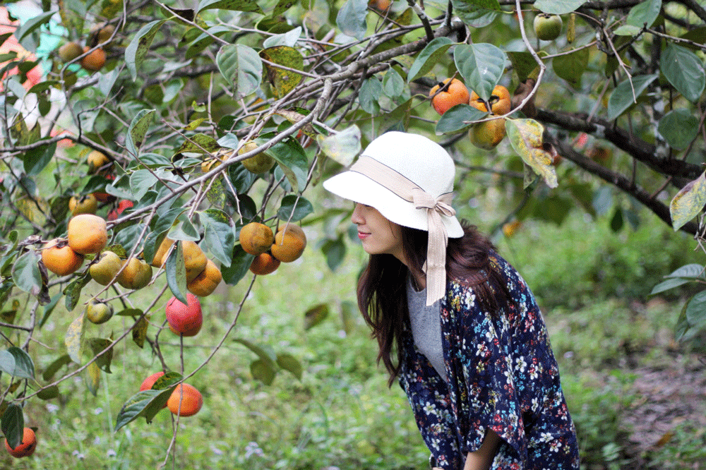 Những vườn hồng tạo nên nét đặc trưng cho Xuân Trường hình thành du lịch canh nông. Ảnh: V.Q