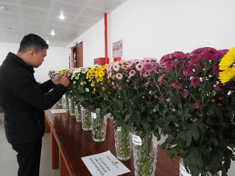 Các giống hoa cúc mới với đủ màu sắc được giới thiệu tại hội nghị