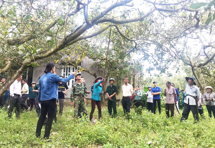 Đạ Huoai: Phát động đợt cao điểm tỉa cành, tạo tán cây điều