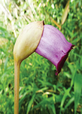 Tai đất ấn (Aeginetia indica).