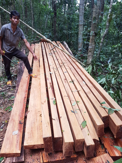 Lượng Thông tre lá ngắn bị xẻ thành các thanh đà