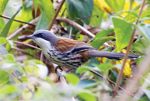 Mi Langbiang (Crocias langbianis)