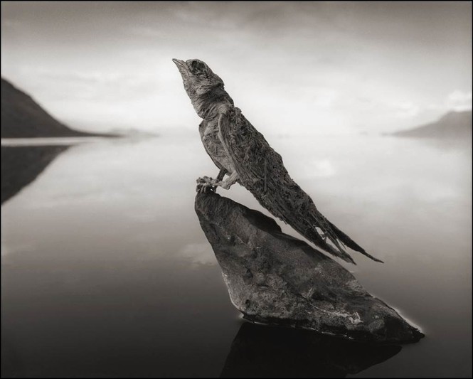 Năm 2013, nhiếp ảnh gia Nick Brandt khi tới đây đã vô tình phát hiện cảnh tượng độc đáo và ghi lại những bức hình ấn tượng. 