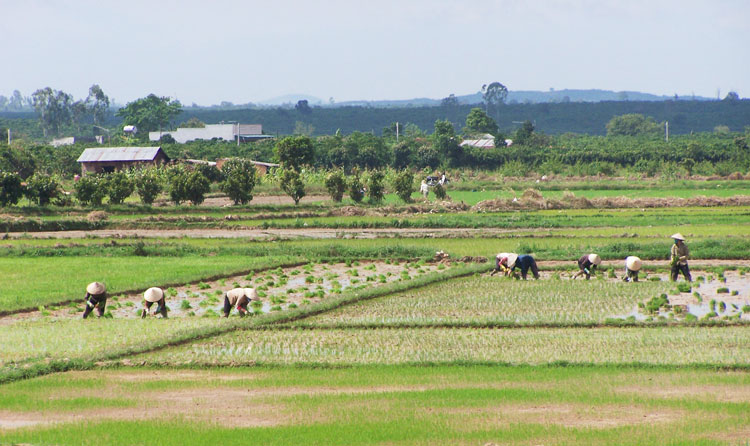 Đơn Dương: Chưa phát hiện trường hợp người đồng bào dân tộc thiểu số sang nhượng đất không đúng quy định