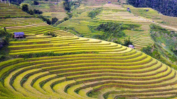 Khám phá danh thắng quốc gia ruộng bậc thang Mù Căng Chải