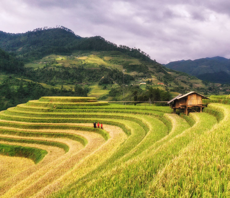 Mâm Xôi – góc ruộng lúa “huyền thoại” đẹp nhất Mù Căng Chải