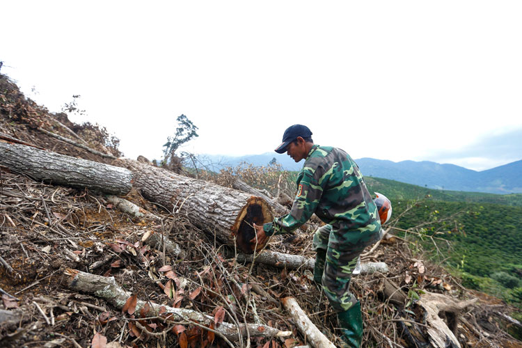 Tổng khối lượng gỗ thiệt hại ban đầu 44,150 m3, chủ yếu là gỗ tạp không có giá trị cao. Chính vì vậy, cơ quan chức năng bước đầu xác định mục đích phá rừng của các đối tượng chủ yếu với mục đích chiếm đất