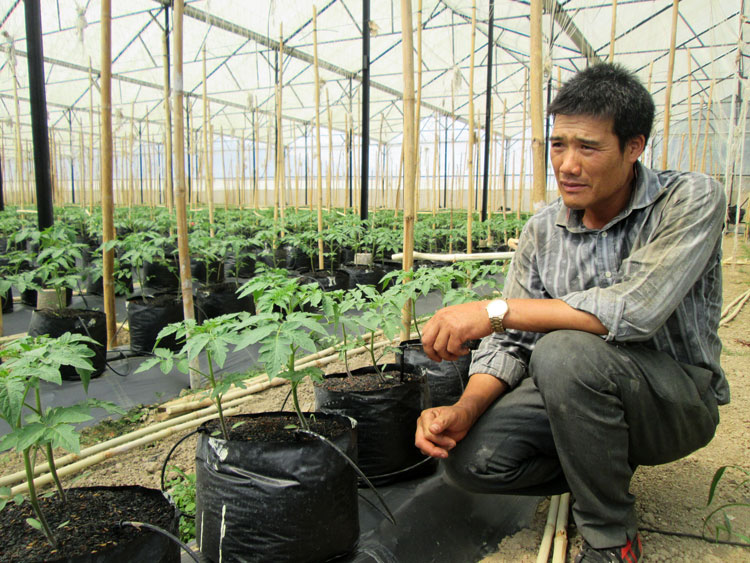 Diện tích ứng dụng công nghệ cao tưới nhỏ giọt góp một phần cho việc tiết kiệm nguồn nước tưới