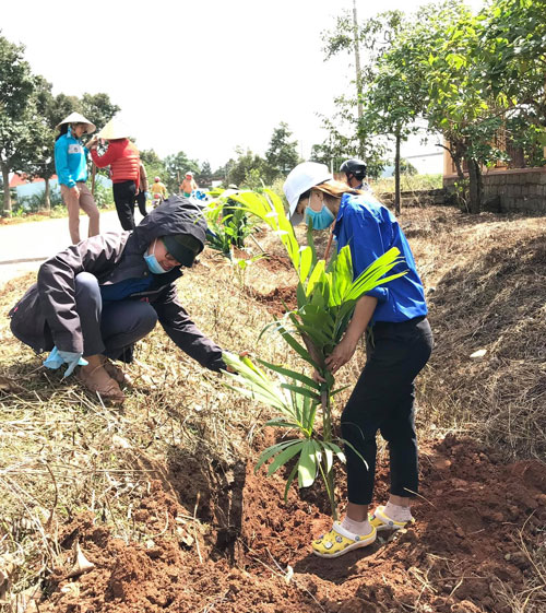 Trồng 1.920 cây cau trắng dọc các tuyến đường thanh niên tự quản