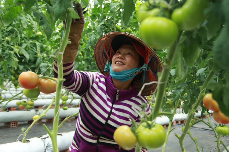 Ở Gia Lâm bắt đầu manh nha những mô hình phát triển nông nghiệp công nghệ cao.