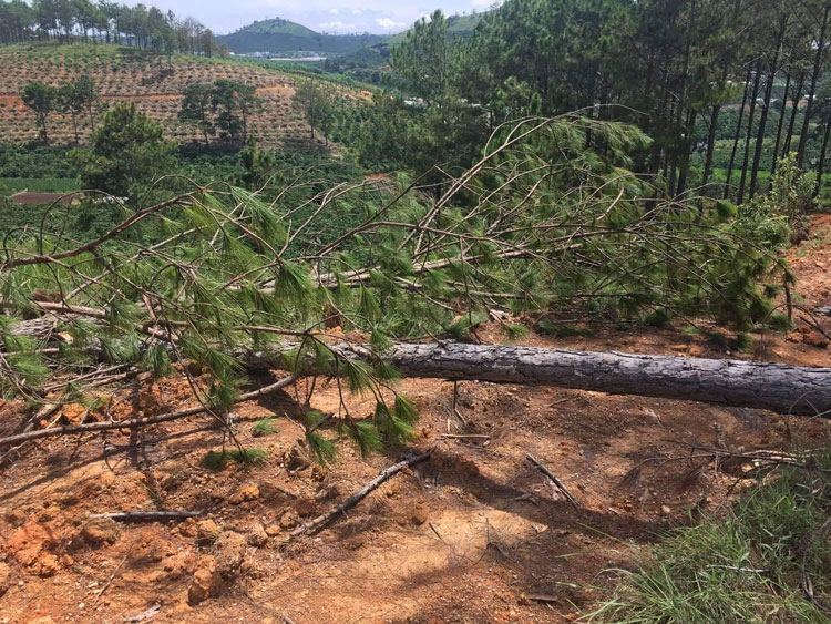 Hiện trường rừng thông tại khu vực Tiểu khu 261A vừa bị cưa hạ trái phép vào tối ngày 7/10