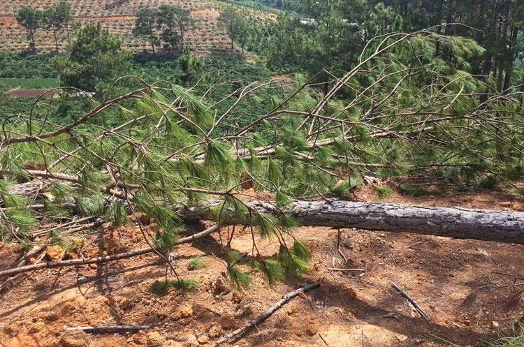 Lâm Hà: Truy tìm đối tượng chặt hạ thông tại Tiểu khu 261A