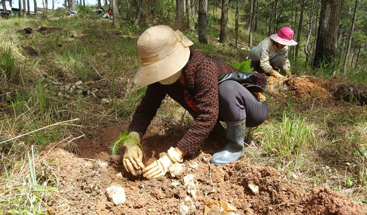 Đà Lạt: Trồng lại trên 8.500 cây thông trên đất rừng bị lấn chiếm