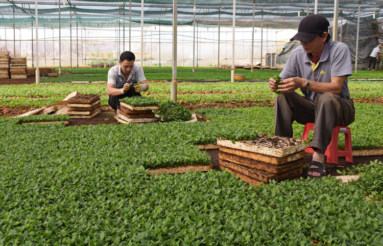 Đà Lạt: Phường 12 xuống giống 80 ha hoa Tết