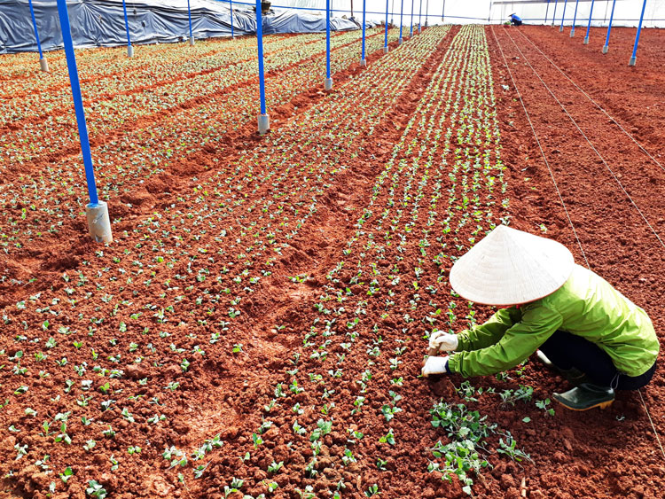 Nông dân Phường 12 xuống giống hoa cúc dịp tết Nguyên đán