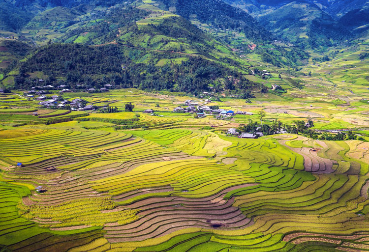 Thung lũng Tú Lệ với ruộng lúa ngút ngát rất đẹp mắt nằm giữa đèo Khau Phạ, bên cạnh những căn nhà truyền thống của người Thái