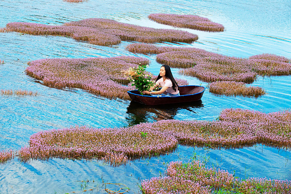 Như những thảm lụa hồng trôi trên màu xanh hồ nước. Ảnh: N.Thi