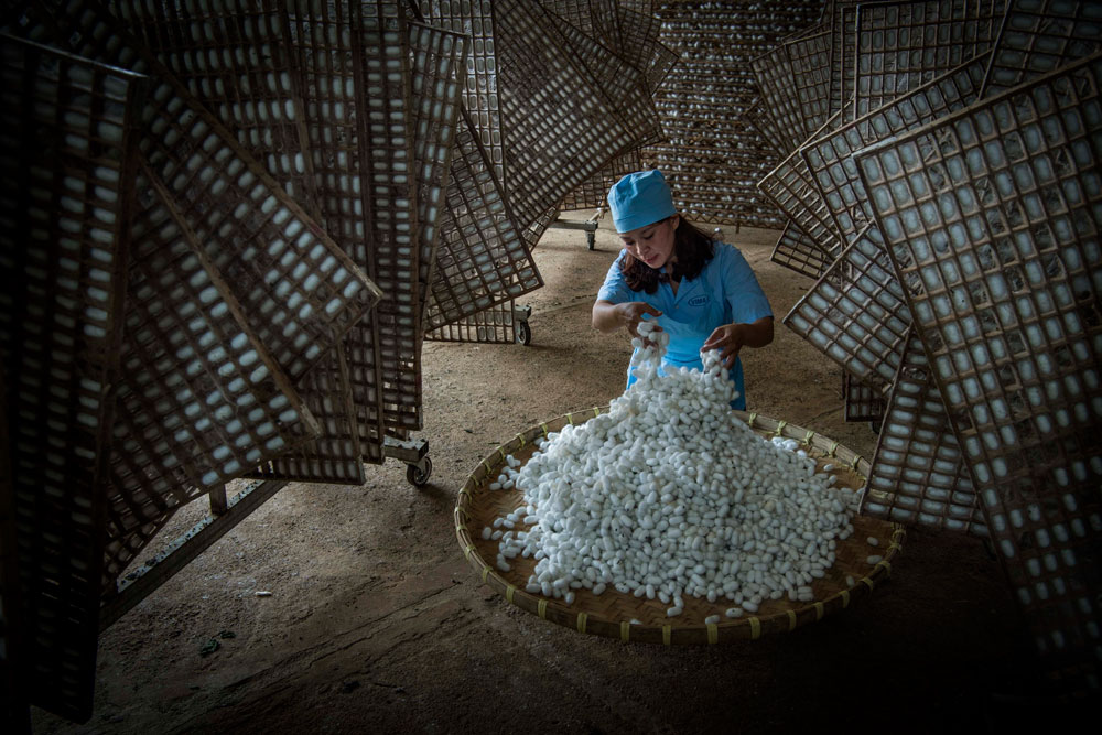 Thu hoạch kén tằm. Ảnh: Nguyễn Văn Thương