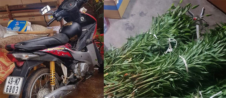 Bắt thanh niên liên tục cắt trộm Lily