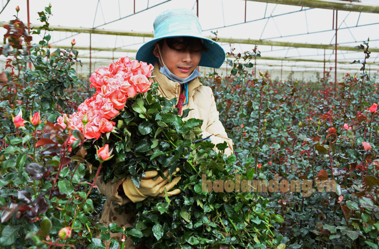 Làng hoa Vạn Thành chuẩn bị cho Festival Hoa 2019
