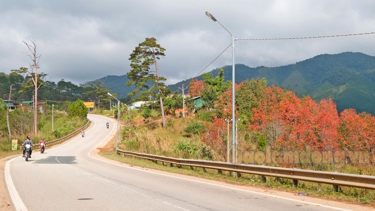 Một rừng lá đỏ nổi bật trên Quốc lộ 27C nối phố biển Nha Trang với xứ hoa Đà Lạt