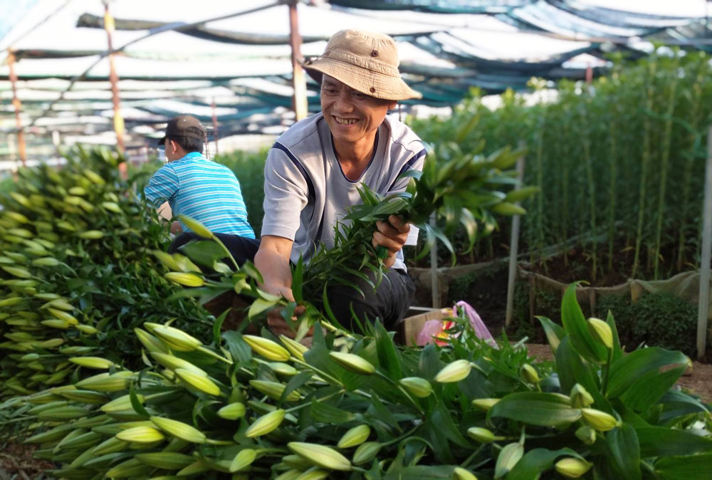 Làng hoa Thái Phiên sẽ đón khách tham quan miễn phí