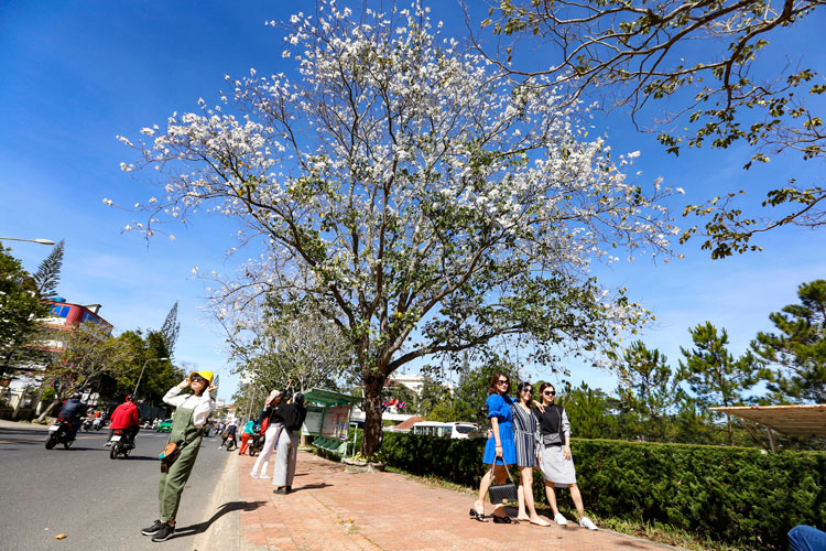 Hoa ban trắng níu bước chân du khách khi đến thành phố hoa Đà Lạt. Ảnh: Chính Thành